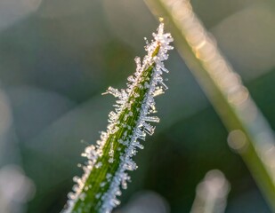Fototapeta premium Close-up of a blade of grass covered in frost on a cold morning.