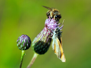 Karłątek leśny  (Thymelicus sylvestris) posilający się nektarem z Ostrożenia łąkowego (Cirsium rivulare) © JDziedzic