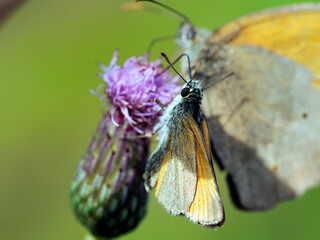 Karłątek leśny  (Thymelicus sylvestris) posilający się nektarem z Ostrożenia łąkowego (Cirsium rivulare) © JDziedzic