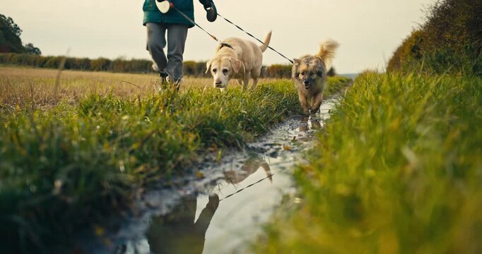 Low angle view of a person walking two dogs beside a puddle on a rural path. Clear reflection in the water, lush green grass, and warm naturallight create a peaceful outdoor countryside scene.