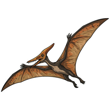 Flying Pterodactyl Dinosaur Illustration pterodactyl dinosaur