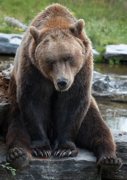 Close-up of a sitting fed-up looking Brown Bear staring directly into the camera and showing claws