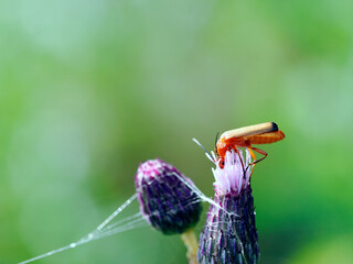 Zmięk żółty (Rhagonycha fulva) posilający się na Ostrożeniu łąkowym (Cirsium rivulare) Osobniki dorosłe żerują na pyłku, nektarze i drobnych owadach, w tym mszycach © JDziedzic