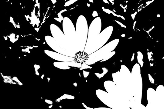 Schwarz-wei&szlig; Silhouette einer Blume mit k&uuml;nstlerischem Kontrast-Effekt, florale Grafik
