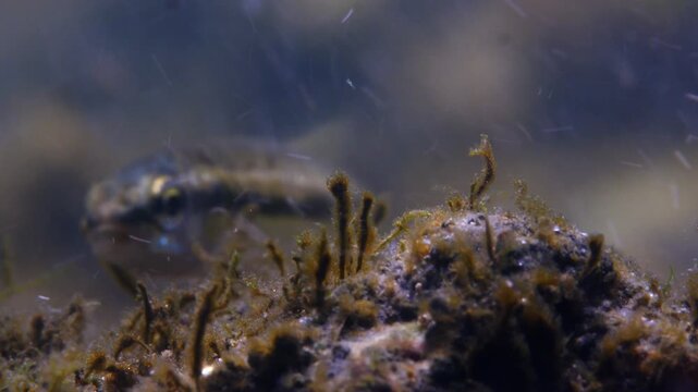 Macro underwater shot of swimming and feeding Minnows in chalk stream, River Avon, Wiltshire, UK