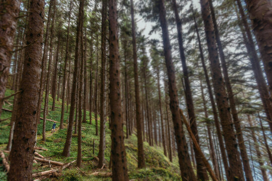Boy hiking through a dense green forest