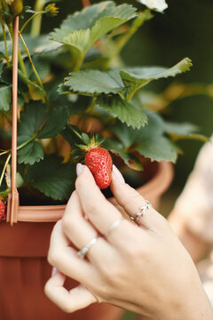 Hand picking ripe strawberry from plant