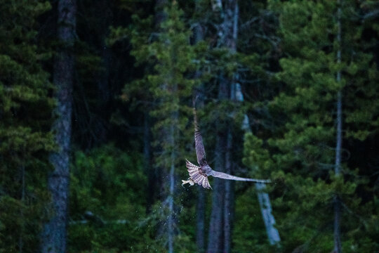 Bird flies through a dense forest with a fish in its talons.