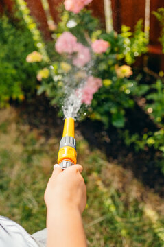 Close-up of hand watering blooming flowers with a garden hose