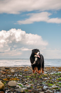 A beautiful Bernese Mountain Dog stands on a rocky beach