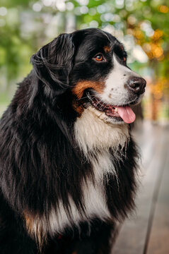 Happy Bernese Mountain Dog looking to the side
