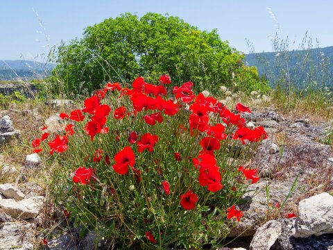 Flowering in a rocky natural area of ​​wild poppies (Papaver rhoeas) with bright red, cup-shaped, crumpled petals and flower buds drooping on long, hairy, unbranched peduncles
