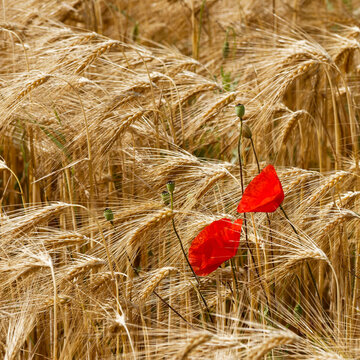 Delicate red poppy flowers (Papaver rhoeas) ,slightly drooping, atop hairy stems, contrast with the yellowish hue of the wheat ears in a field.
