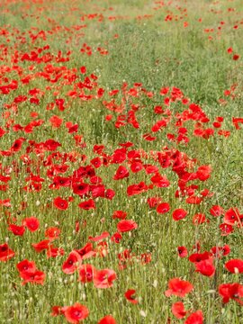 (Papaver rhoeas)  A colorful field of poppies with bright red, crumpled petals, flower buds just beginning to open, and seed capsules on long, hairy peduncles.