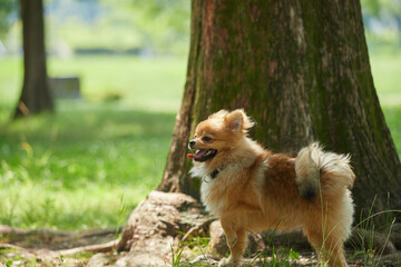 Obraz premium 夏の朝の公園で楽しく遊んでいる可愛いポメラニアンの子犬の姿