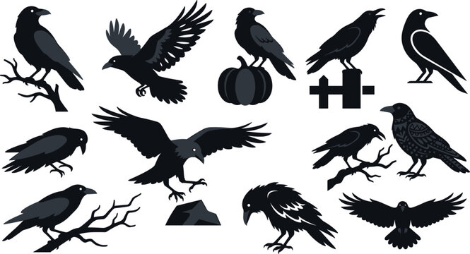 Set of black ravens or crows silhouettes, collection of birds in different poses, vector illustration