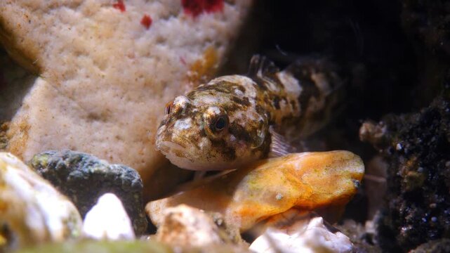 Macro underwater shot of hiding Bullhead fish on a gravel stream bed, Wiltshire, UK