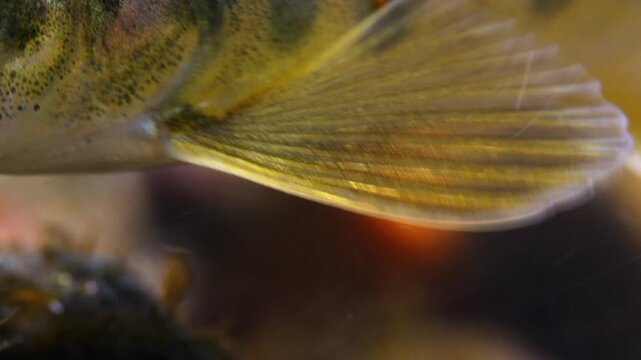 Close up macro shot of juvenile brown trout fins as it swims in a Chalk stream in Wiltshire, UK