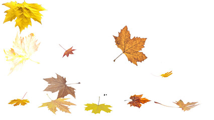 Fototapeta premium falling leaves autumn season for background - 3d rendering