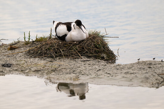 Avocette &eacute;l&eacute;gante,