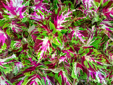 Colorful coleus leaves background with vibrant pink and green patterns