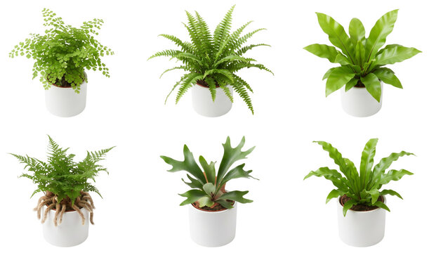 set of six different potted fern plants including bird's nest fern (asplenium nidus) isolated on transparent background
