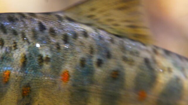 Close up macro shot of juvenile brown trout fins as it swims in a Chalk stream in Wiltshire, UK