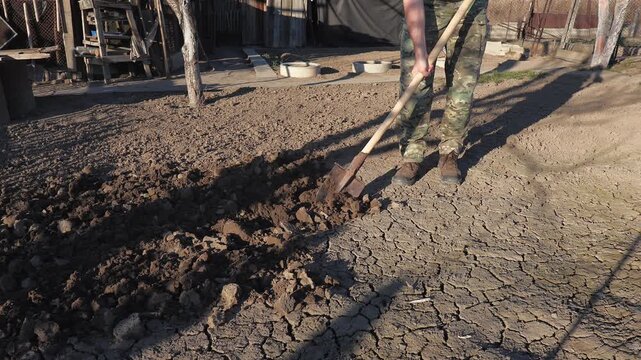 A man digs soil with a bayonet shovel for planting in a vegetable garden on a cool spring evening