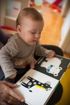 Toddler sits on a parent&rsquo;s lap, intently exploring a high-contrast animal book during a peaceful afternoon at home