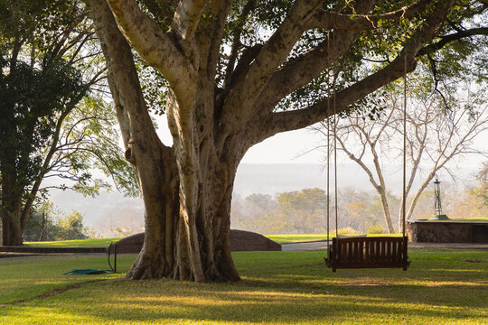 massive tree and swing, Victoria Falls, Zimbabwe, Africa
