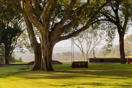 massive tree and swing, Victoria Falls, Zimbabwe, Africa