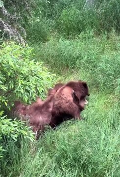 brown bear in the forest with cub