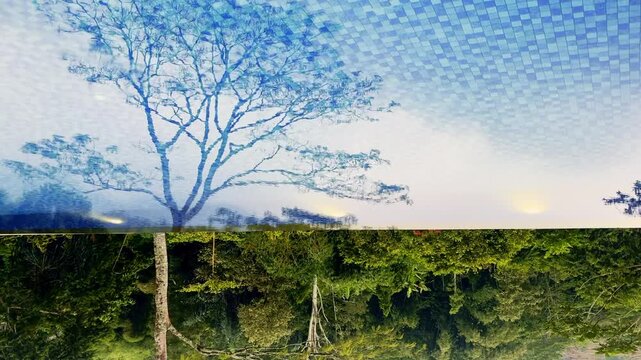 Infinity pool reflects a solitary tree and lush forest beneath a cloudy sky.
