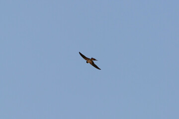 Hirondelle en vol © PPJ