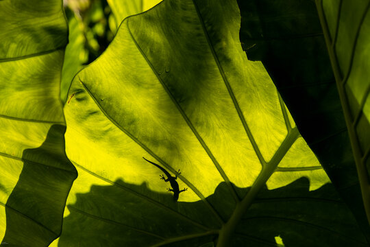 silhouette of salamander on backlight tree leave