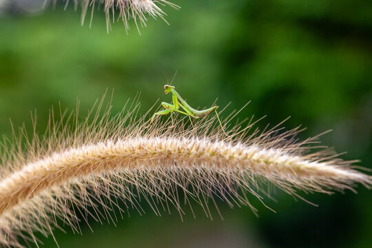 A green grasshopper perched on a reed