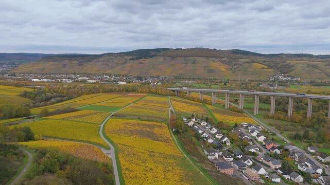 Vineyards in Moselle valley, autumn season, Mosel Viaduct Longuich, bridge of highway crossing river near Trier, aerial view