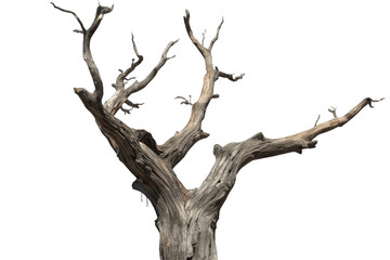 Fototapeta premium Dead tree isolated on transparent background. Dry wood structure featuring gnarled branches and cracked bark, symbolizing drought and decay