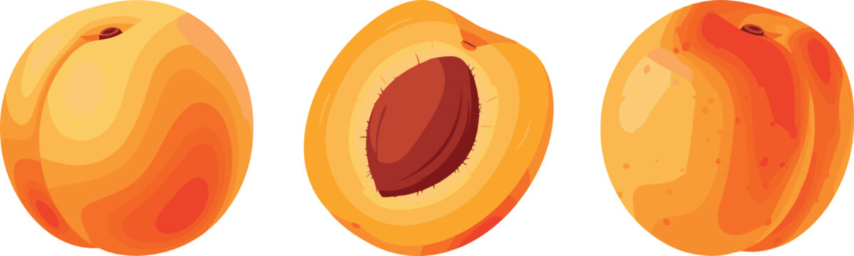 Fresh apricot fruit set whole and half with pit vegetarian ingredient isolated illustration nutrition vitamins