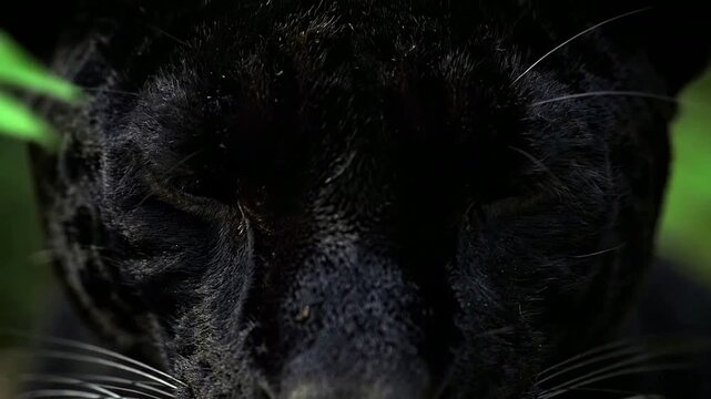 Close-up of Sleek Black Cat with Striking Green Eyes