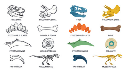 Dinosaur Skeletons and Fossils Collection © Bobo