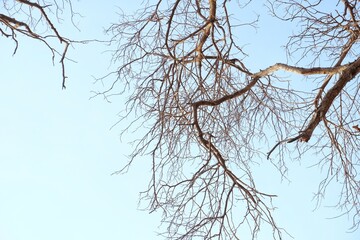 Obraz premium minimalism and organic texture ideal for backgrounds, nature studies and seasonal concept