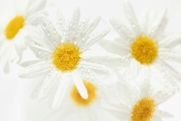 Obraz premium White daisy flowers with water drops on bright background for cosmetic product marketing