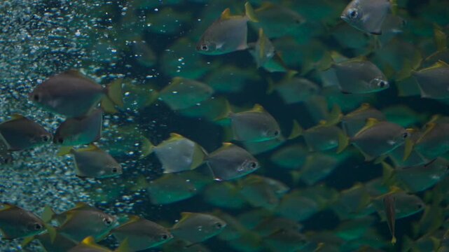 School of tropical fish swimming underwater in vibrant marine aquarium habitat, Silver yellowtail fish shoal in clear ocean environment showcasing aquatic wildlife and biodiversity 4k