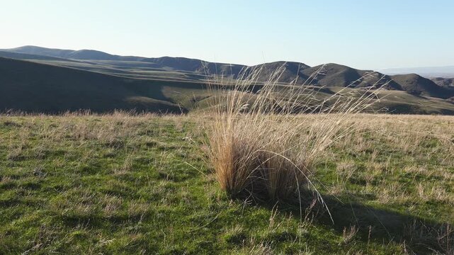 Mountain feather grass trembling in the wind, early spring, fresh young grass growing on top of dry