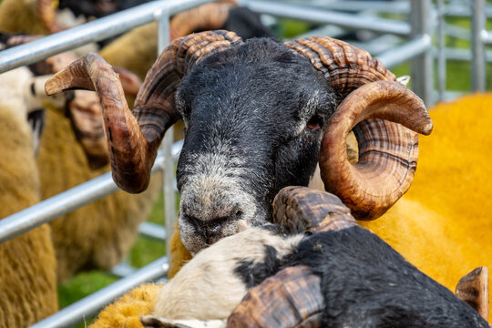 Impressive blackface sheep with huge horns in County Donegal - Ireland.