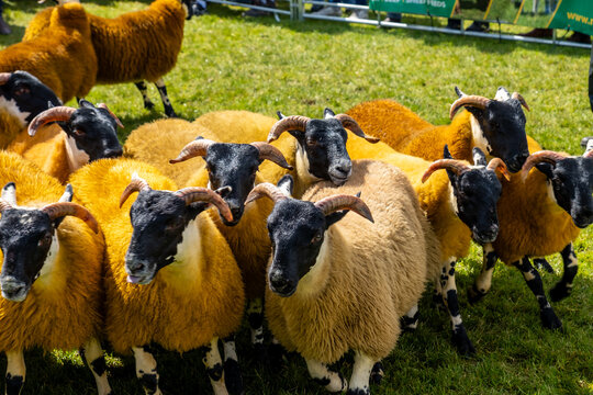 Impressive blackface sheep with huge horns in County Donegal - Ireland.