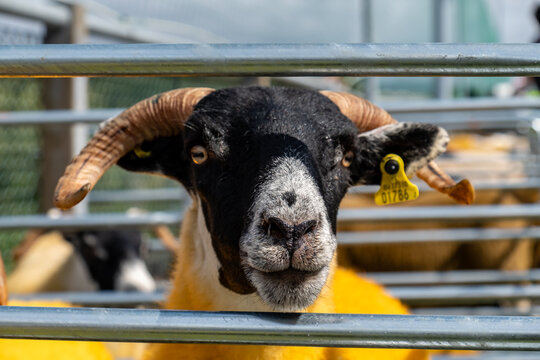 Impressive blackface sheep with huge horns in County Donegal - Ireland.