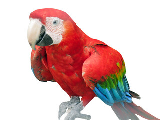 Green-winged macaw parrot. Ara chloropterus isolated on white © Herman Vlad