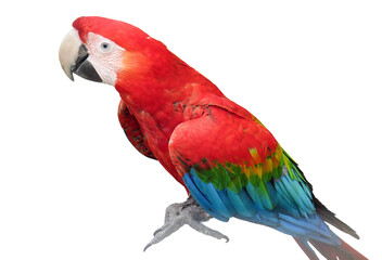 Green-winged macaw parrot. Ara chloropterus isolated on white © Herman Vlad